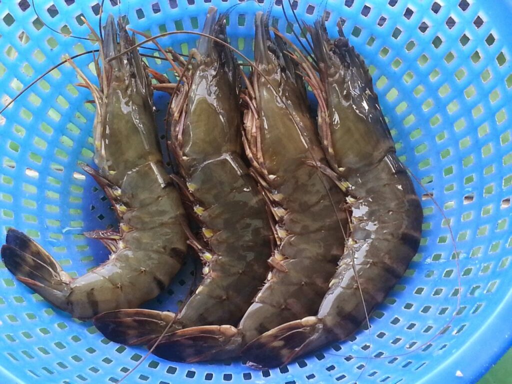 Tôm sú nhảy