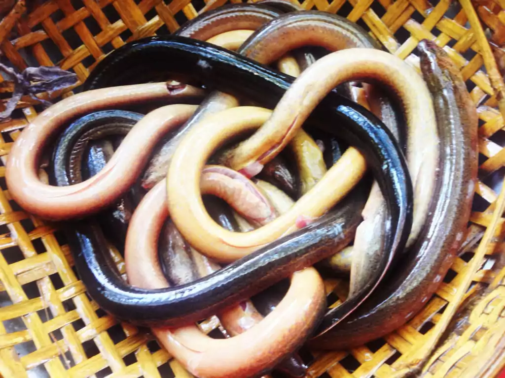 Lươn đồng xứ nghệ