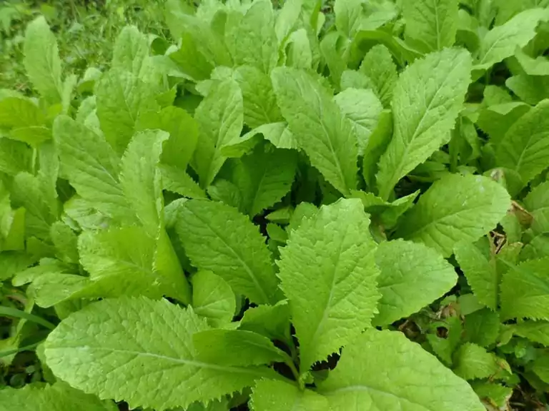rau cải xanh
